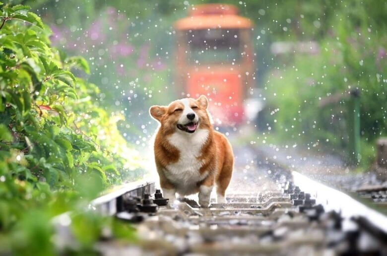 Top Ferienwohnungen von Interhome für Hundefreunde